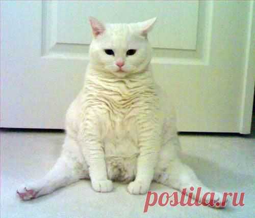 Котизм