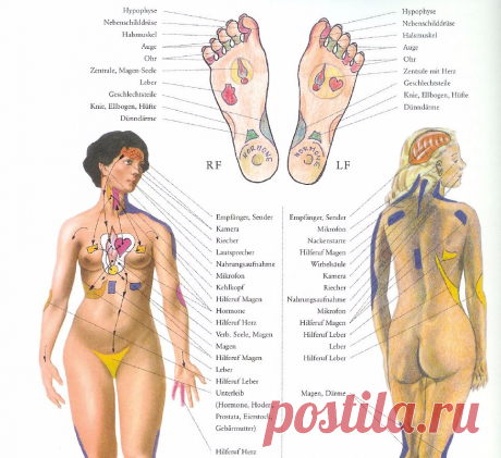 Точки долголетия на вашем теле Регулярное воздействие на эти волшебные точки долголетия позволяет продлить жизнь здоровым людям в среднем на 10-15 лет