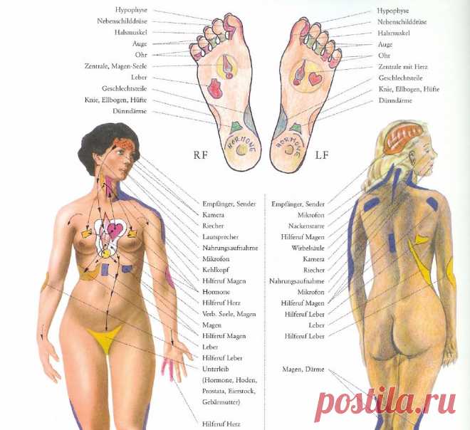 Точки долголетия на вашем теле Регулярное воздействие на эти волшебные точки долголетия позволяет продлить жизнь здоровым людям в среднем на 10-15 лет