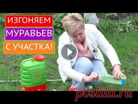 КАК ИЗБАВИТЬСЯ ОТ МУРАВЬЕВ ЗА 15 МИНУТ? А ВОТ ТАК! Лариса, ну как надоели эти муравьи, сил нет никаких, что делать? В этом ролике я расскажу как избавиться от муравьев на своем участке! И не только от ...
