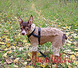 Вязаный костюм для собачки Костюм для собачки, связанный крючком