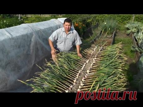 Выращивание озимого чеснока