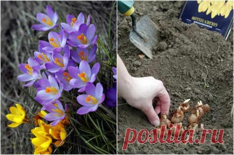 Какие цветы сажают осенью на даче для цветения весной и летом + фото