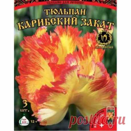 Тюльпан Карибский закат Невероятно-экотический попугайный тюльпан!