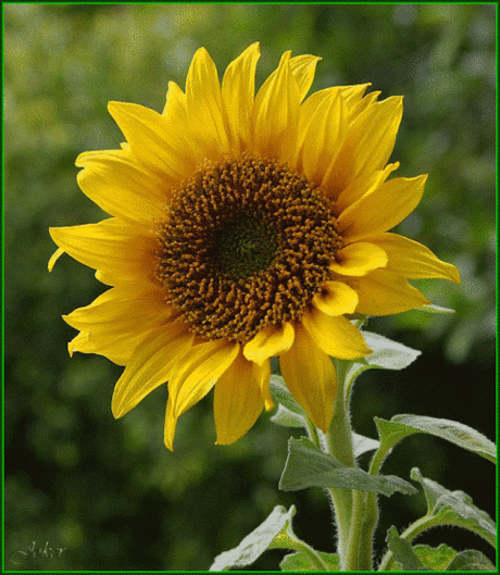 Живые фотографии – Сообщество – Google+