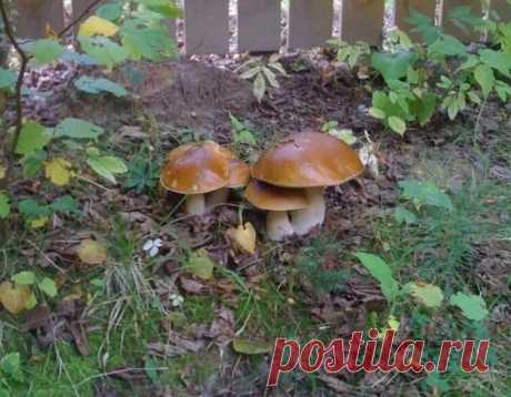Как посадить лесные грибы во дворе или на дачном участке: урожайная грибница в домашних условиях  В лесу и в саду можно собирать не только ягоды и грибы, но и выращивать в этих местах съедобные виды.
Выращивание лесных грибов – это очень прибыльное дело, если правильно подойти к этому вопросу.
Конечно, здесь не обойтись без знания агротехники и опыта работы с грибными культурами.
Можно в лесу вырастить несколько разновидностей, которые будут плодоносить постоянно.
Лесные грибы, выращенные в са…