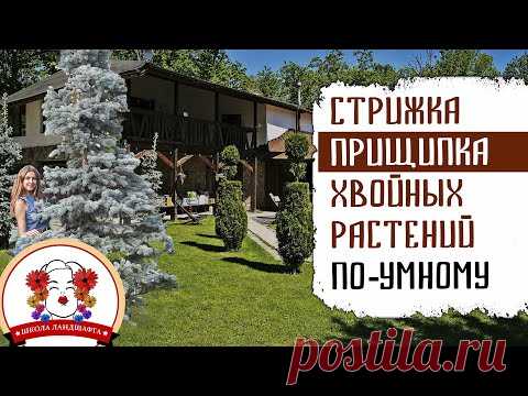 ОБРЕЗКА (ПРИЩИПКА) ХВОЙНЫЙ РАСТЕНИЙ ПО-УМНОМУ