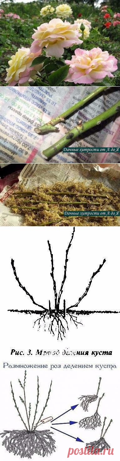 Одноклассники