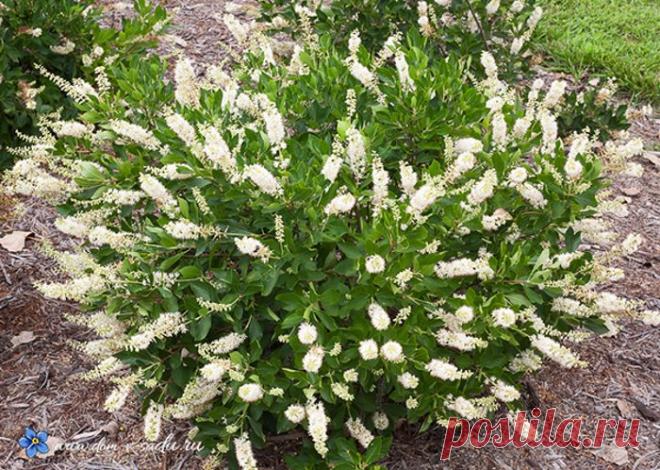 Лучшие декоративные зимостойкие кустарники, цветущие все лето