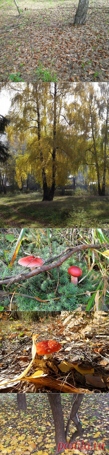 Прогулка по осеннему лесу | Фотоискусство