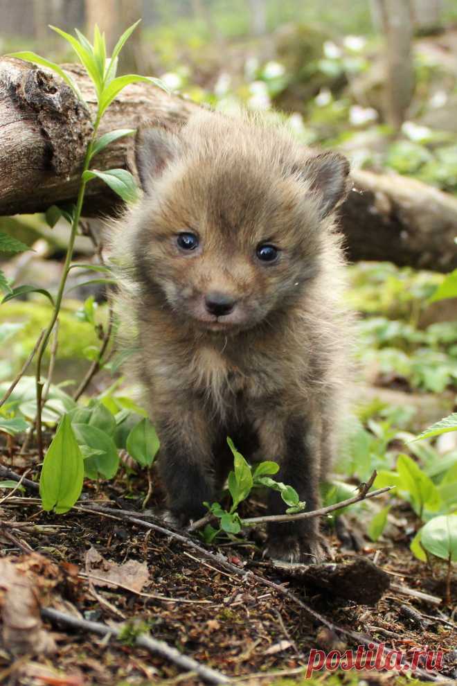 Red Fox | Taken at Minnesota Wildlife Connection | McKenzie Greenly | Flickr