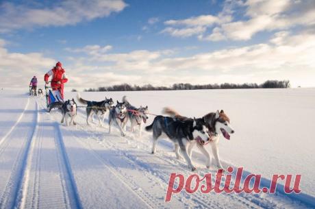 Если сердце просит гонку на упряжках, надо ему дать. Иначе не успокоится.