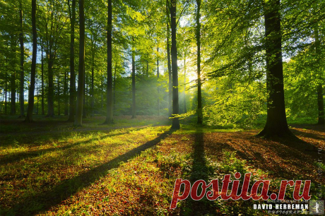 лучи солнца: 103 тыс изображений найдено в Яндекс.Картинках