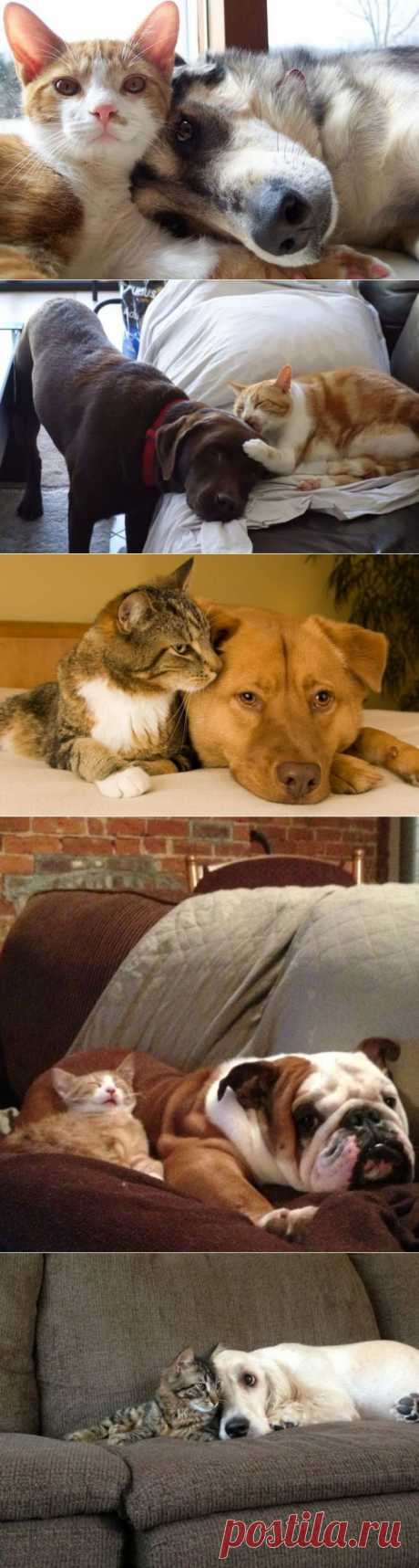 Дружба кошек и собак / Питомцы