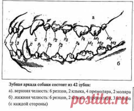 Как определить возраст собаки по зубам, таблица соответствия возраста собаки и человека