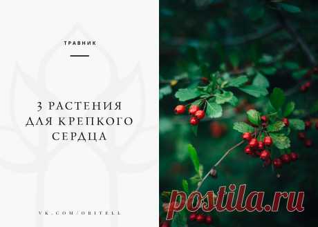 — Травник • 3 растения для крепкого сердца —
 чтения: 1 минута
#травник@obitell

Так, стоп. Если вы решили пролистать этот текст, потому что вам ещё не 80 лет, то разочарую. Травы = профилактика, пить их надо заранее, а не когда уже «поздно пить Боржоми». Кроме того, сердце нуждается в защите чаще, чем мы думаем.
Показать полностью…