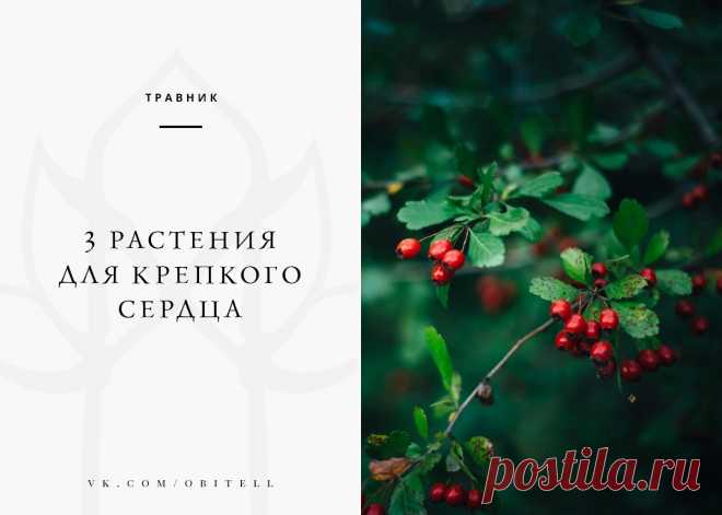 — Травник • 3 растения для крепкого сердца —
 чтения: 1 минута
#травник@obitell

Так, стоп. Если вы решили пролистать этот текст, потому что вам ещё не 80 лет, то разочарую. Травы = профилактика, пить их надо заранее, а не когда уже «поздно пить Боржоми». Кроме того, сердце нуждается в защите чаще, чем мы думаем.
Показать полностью…