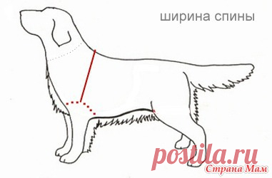 Построение индивидуальной выкройки для собаки (вариант № 2) - Гардероб для наших любимых питомцев (собак, кошек) - Страна Мам