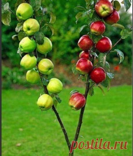 (96) Одноклассники