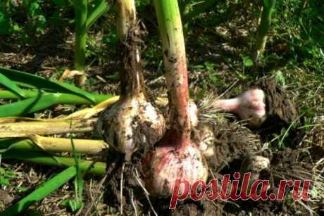 Когда собирать чеснок, посаженный осенью, чтобы головка не растрескалась — Домашние заботы