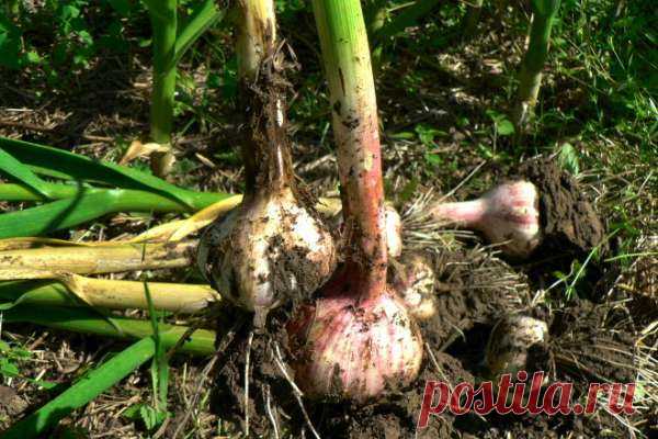 Когда собирать чеснок, посаженный осенью, чтобы головка не растрескалась — Домашние заботы