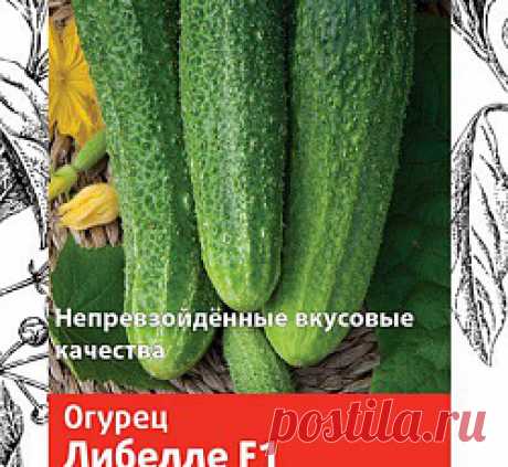 Огурец Либелле F1 семена - низкая цена, описание, отзывы, продажа