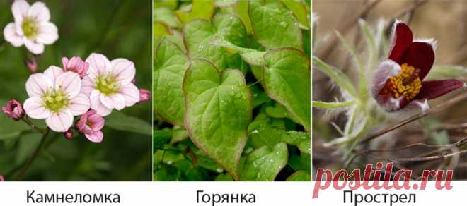 Цветущие многолетники для теневого цветника на Supersadovnik.ru