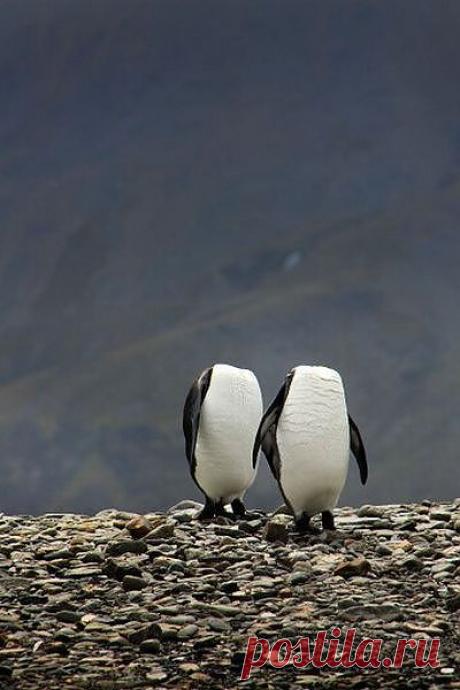 Родная,я тактебя люблю.Совсем голову потерял!  И  я,  родной.......