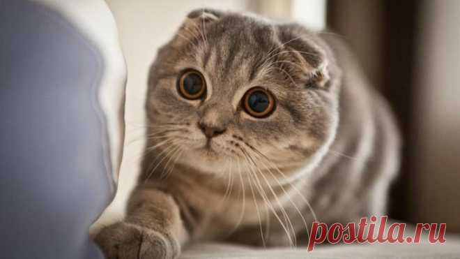 Самые милые коты в мире: породы, описание, характеристика, фото Коты – одни из тех животных, которые вызывают исключительно положительные эмоции. Все они отличаются друг от друга строением корпуса, формой мордочки, длиной и цветом шерсти. Но каждый из них по-своем...