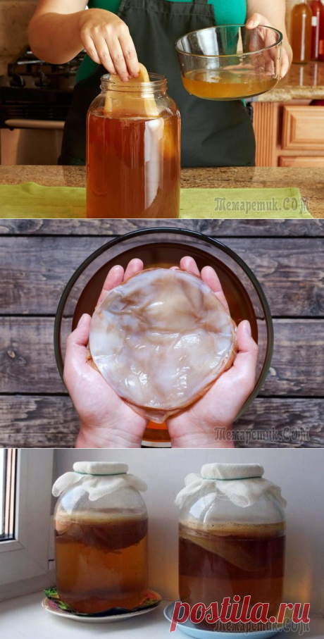 Чайный гриб: почему он так популярен и зачем его пить