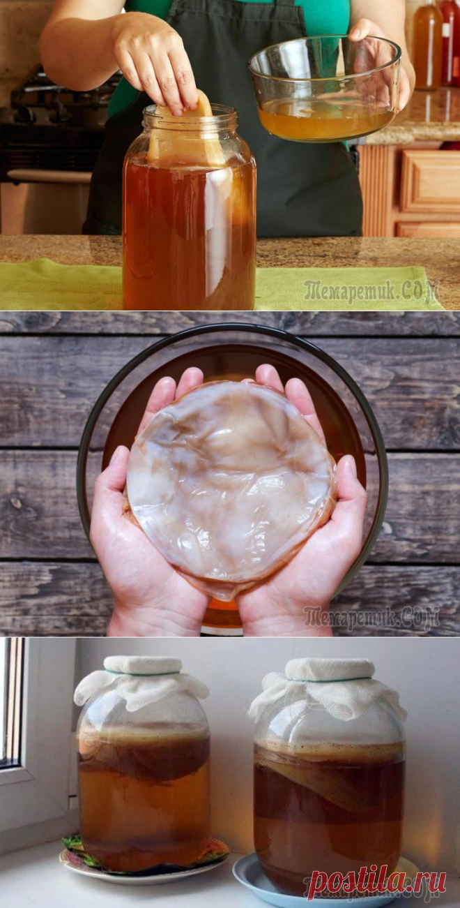 Чайный гриб: почему он так популярен и зачем его пить