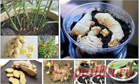 КАК ВЫРАСТИТЬ ДОМА ИМБИРЬ
Каждая женщина, следящая за своей фигурой уже давно по достоинству оценила уникальные свойства имбиря. 
А знаете ли вы, что его можно вырастить на своем подоконнике! И наслаждаться свежими, ароматными кореньями!
Имбирь в домашних условиях прекрасно себя чувствует. Главное знать, что период вегетации растения длится 8-10 месяцев. Корень имбиря высаживают в феврале-марте, его можно приобрести в магазине или на рынке. При покупке необходимо обратить внимание на состояние к