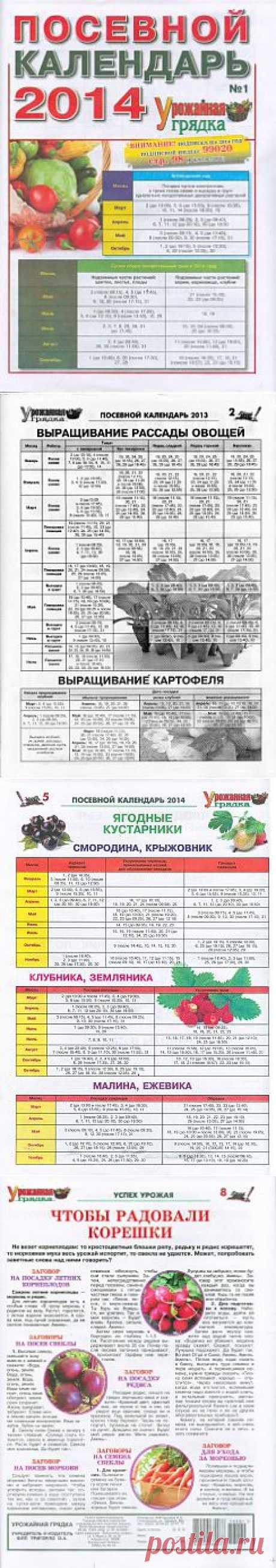 Урожайная грядка №1 2014.