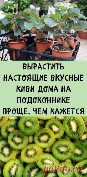Вырастить настоящие вкусные киви дома на подоконнике проще, чем кажется - be1issimo.ru