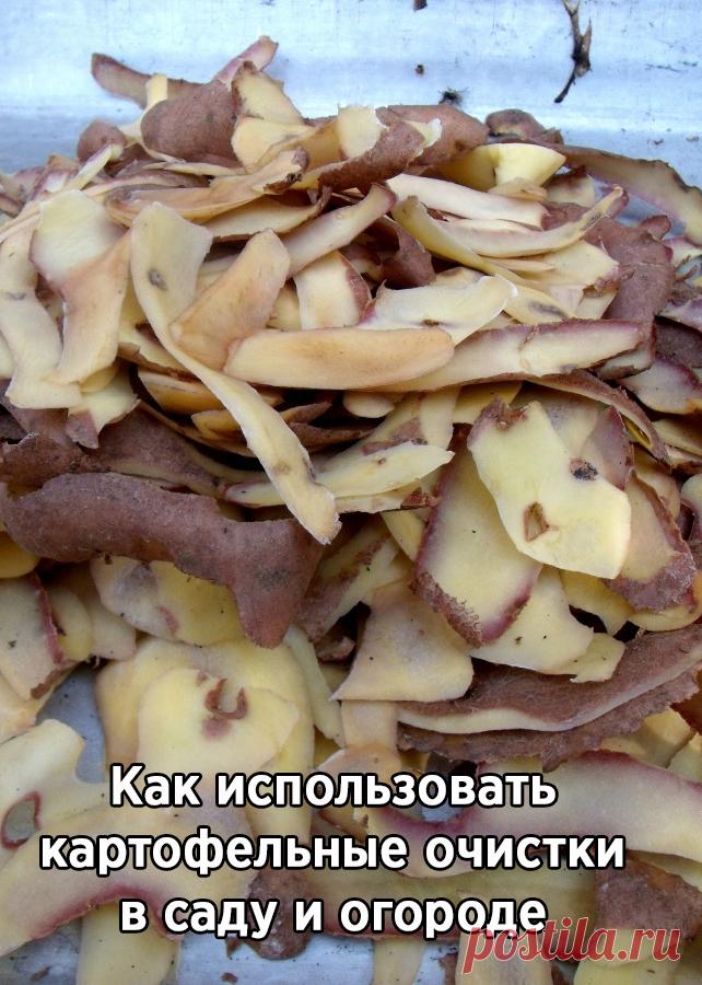 Как использовать картофельные очистки в саду и огороде