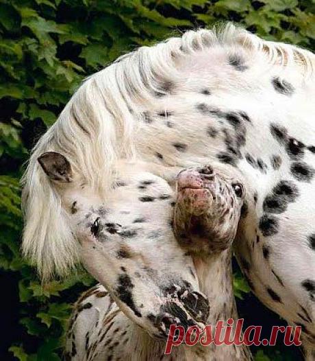 материнская ласка...