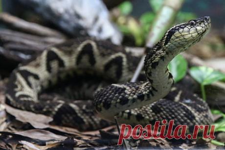 Яд бразильской гадюки оказался полезен в борьбе с коронавирусом. Ученые Университета Сан-Паулу заявили, что яд бразильской гадюки способен подавить размножение коронавируса в организме на 75 процентов. Они связывают этот феномен со способностью одной из составляющих яда блокировать белки, которые необходимы COVID-19 для размножения внутри организма.