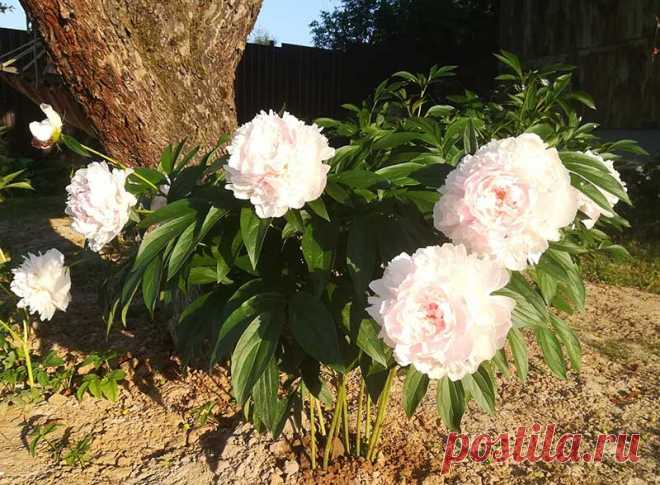 Многолетний садовый цветок Пион (Paeonia). Многолетнее травянистое растение, реже полукустарник, высотой от 50 до 200 см. Листья темно-зеленые, рассеченные. Цветки крупные, разнообразной окраски, немахровые, полумахровые и махровые. Цветет в мае - июне.
