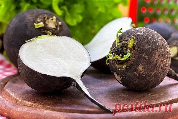 ГОРЬКИЕ, НО ВКУСНЫЕ ПРОДУКТЫ С ЛЕЧЕБНЫМ ЭФФЕКТОМ 

Горькие продукты просто необходимо добавлять в свой рацион. Лучше съесть грейпфрут для здоровья печени, чем скушать очередную сладкую булочку. 

1. Редька – общеукрепляющее средство 

Казалось бы, ну что может быть хуже горькой редьки? Однако этот корнеплод сильно недооценен. Редька содержит полезные органические кислоты, минеральные соли, витамины, ферменты, фитонциды, эфирные масла, белки и аминокислоты. Она улучшает обм...