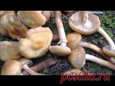 Отличные грибы. Рядовки и другие. Съедобные и ядовитые грибы.