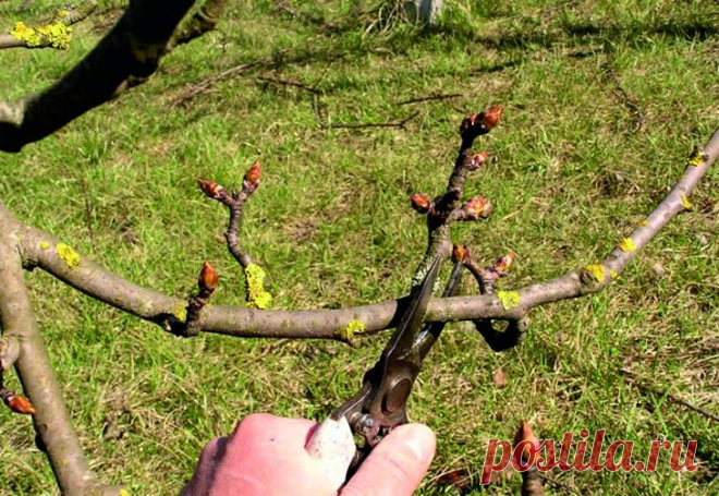 Техника обрезки груши весной, летом и осенью