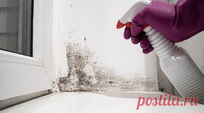 Как избавиться от черной плесени: полная инструкция Рассказываем о видовых особенностях, разновидностях и опасности черной плесени. Разбираем средства и методики борьбы с нею.