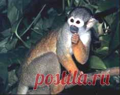 Обезьяна - звериный гороскоп