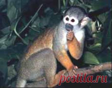 Обезьяна - звериный гороскоп