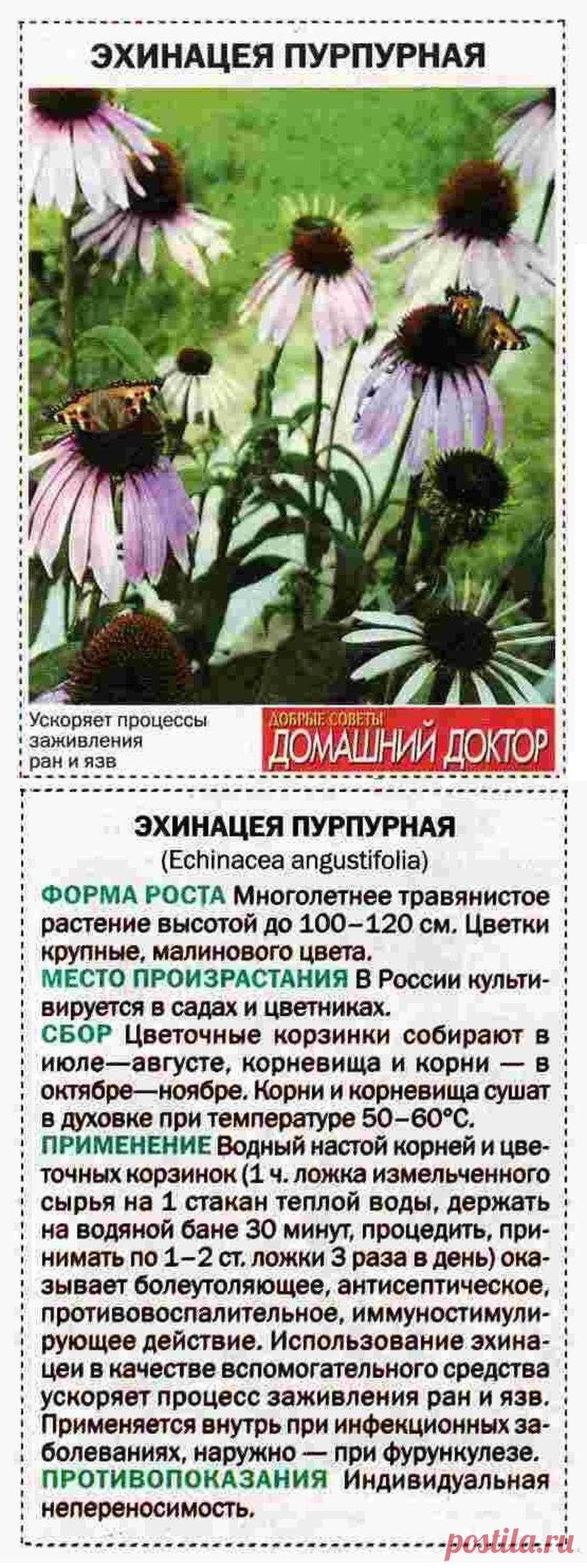 Эхинацея пурпурная