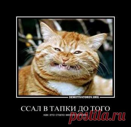 ссал в тапки фото - Поиск в Google