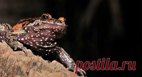 красивая-лягушка-озера-Хула_2.
https://udivitelnoe.mirtesen.ru/blog/43435754261