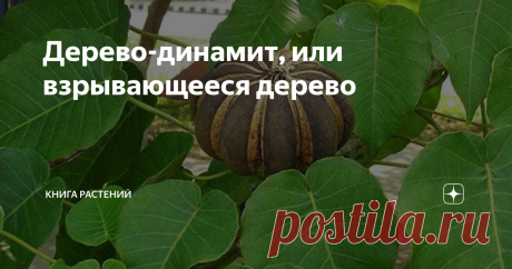 Дерево-динамит, или взрывающееся дерево Лес таит в себе много опасностей, будь то ядовитые растения или хищные звери, но хура - это дерево, способное убить вас даже на расстоянии, и сегодня #КнигаРастений поведает об этом опасном обитателе лесов Северной и Южной Америки.

Динамитовое дерево, или хура трескающаяся, или хура взрывающаяся - это дерево из рода Хура, родственник через седьмое колено домашнего молочая беложильчатого (он тоже любитель разбрасывать свои семена по ...