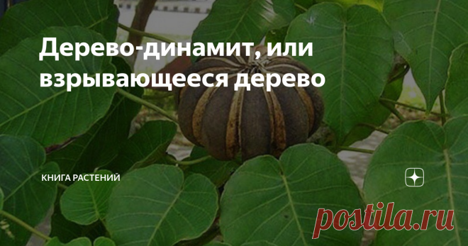 Дерево-динамит, или взрывающееся дерево Лес таит в себе много опасностей, будь то ядовитые растения или хищные звери, но хура - это дерево, способное убить вас даже на расстоянии, и сегодня #КнигаРастений поведает об этом опасном обитателе лесов Северной и Южной Америки.

Динамитовое дерево, или хура трескающаяся, или хура взрывающаяся - это дерево из рода Хура, родственник через седьмое колено домашнего молочая беложильчатого (он тоже любитель разбрасывать свои семена по ...
