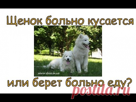 Щенок сильно кусается  и больно берет еду